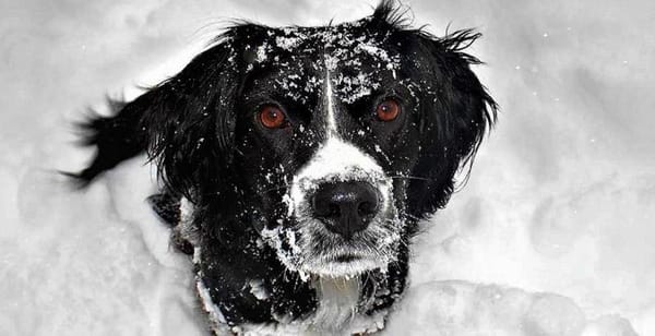 ❄️ Froid et Neige : Comment protéger votre chien en hiver ?